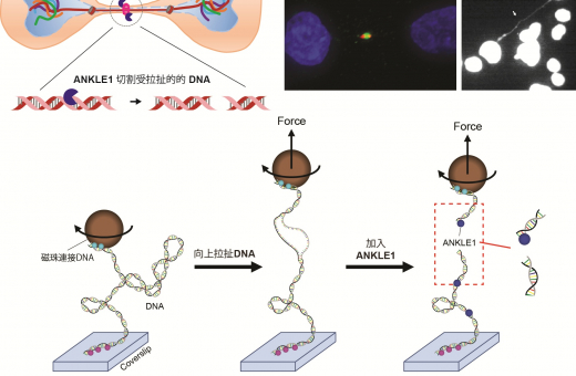 港大與深圳灣實驗室科學家發現首個具「張力感應」的人類DNA切割酶 揭示細胞預防遺傳疾病的新機制